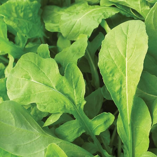 Astro Arugula Seeds | Heirloom, Non-GMO | Mildly Spicy, Nutty Flavor | Fast Growing |  | USDA Zones 3-9
