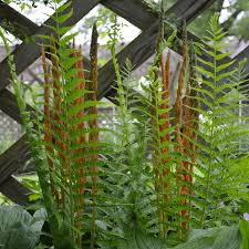 3 Bare Root Plants Small Cinnamon Ferns, Osmunda cinnamomea, Hardy Perennial Ferns for Shade Gardens
