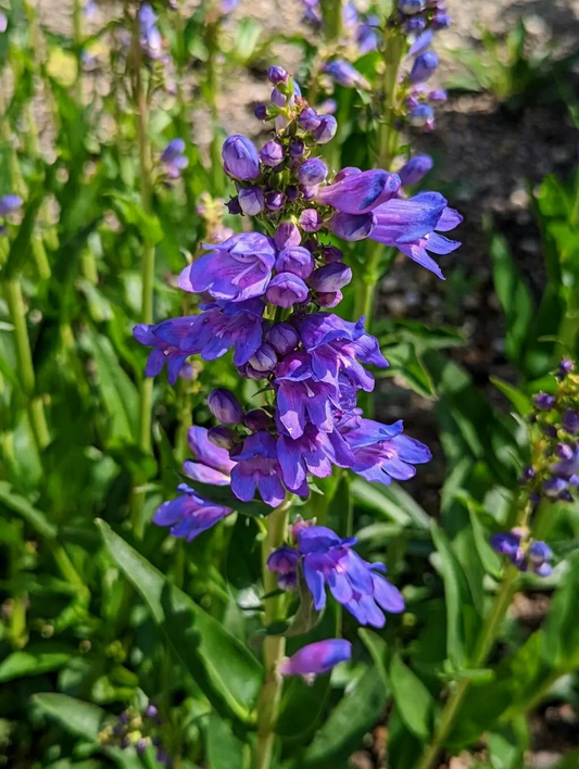 Bluestem Penstemon Seeds – Penstemon cyanocaulis – 100mg for Planting, Compact Native Wildflower, Blue Blooms, Pollinator Friendly