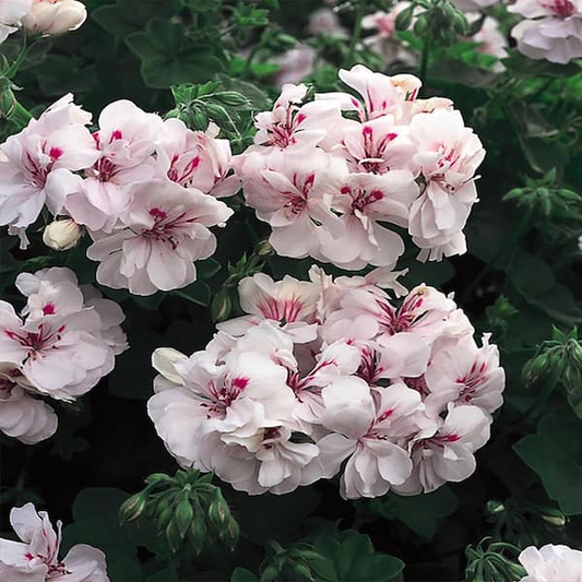 2 White Pink Pelargonium Peltatum Trailing Ivy Geranium Live Plant 6" Unrooted Cuttings, Geranium peltatum, Indoor/Outdoor Hanging Basket