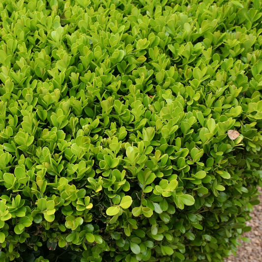 6 Japanese Boxwood Live Plants 12" | Buxus microphylla japonica | Evergreen Shrub, Hedge Starter, Landscape Ready, Fast Shipping