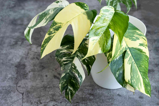 Epipremnum Pinnatum Albo Variegata Rooted Cutting - Healthy Houseplant with Strong Roots - Rare Variegated Foliage