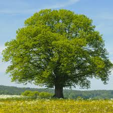 1 Tilia cordata Littleleaf Linden Tree - Live Bare Root Plant 2'-3' for Zones 3-7 - Hardy Shade & Ornamental Tree