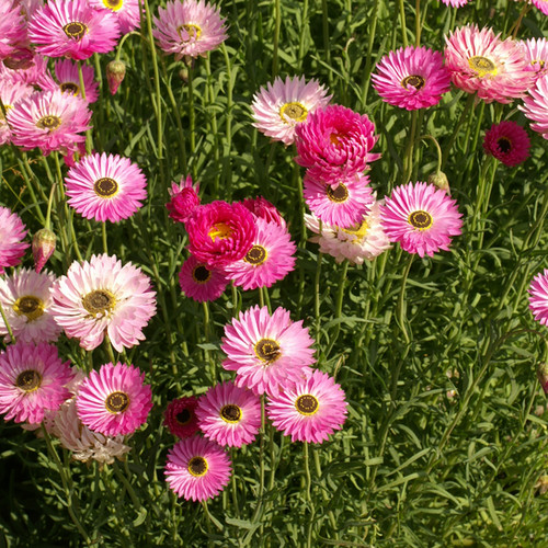200 Seeds Paper Daisy Pink Everlasting Flower for Florists & Crafters, Pollinators, Non-GMO, Helipterum roseum, Long-lasting Blooms