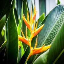 5 Mayan Gold Heliconia Seeds (H. champneana) - Rare Lobster Claw Parrot Beak Flowers