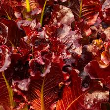 1000 Red Salad Bowl Lettuce Seeds – Lactuca sativa – Heirloom Leaf Lettuce, Deep Red Leaves, Fast-Growing, Non-GMO, Tender & Crisp