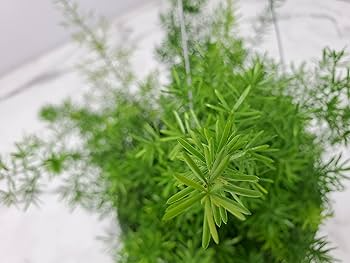 20 Asparagus Fern Sprengeri Seeds – Indoor Plant, Hanging Basket, Low Maintenance, Elegant Greenery, Fern for Pots, Easy Care Houseplant