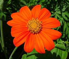 100 Seeds Sunflower Mexican Torch, Non-GMO, Bees, Butterflies, Hummingbirds, Helianthus, Bright Blooms, Garden, Wildflower, Perennial
