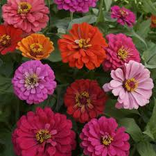 California Giants Mix Zinnia (Zinnia elegans) – Vibrant Blooms, Pollinator-Friendly, Easy-to-Grow Annual