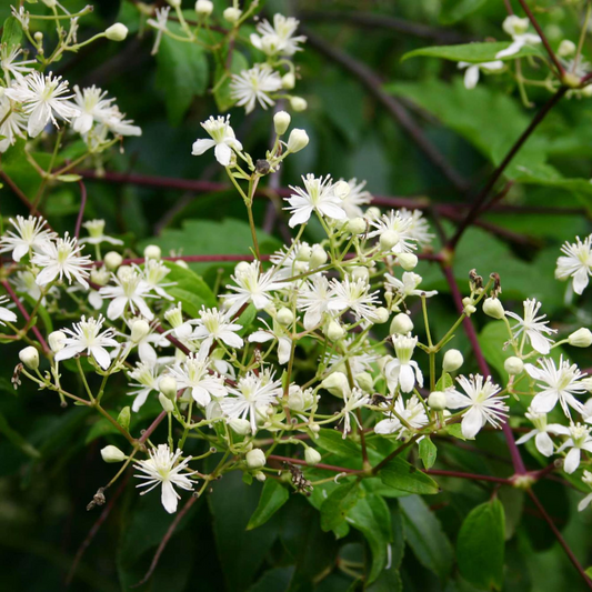 100 mg Seeds Clematis Virginiana – Virgin's Bower (Clematis virginiana) | Native Flowering Climber for Planting & Garden Beauty