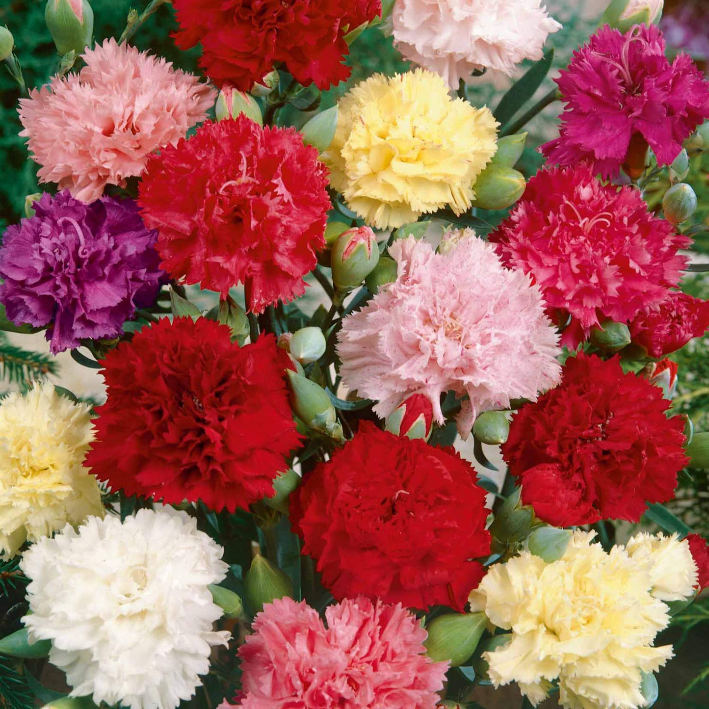 200+ Chianti Mix Carnation Seeds – Deep Red & Rose Ruffled Blooms for Garden Planting, Fragrant Cut Flowers – USA