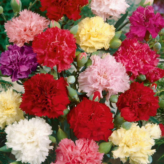 200+ Chianti Mix Carnation Seeds – Deep Red & Rose Ruffled Blooms for Garden Planting, Fragrant Cut Flowers – USA