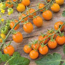 10 Seeds Sungold Tomato (Solanum lycopersicum) - Sweet Cherry Tomatoes | Prolific Hybrid for Gardens & Containers