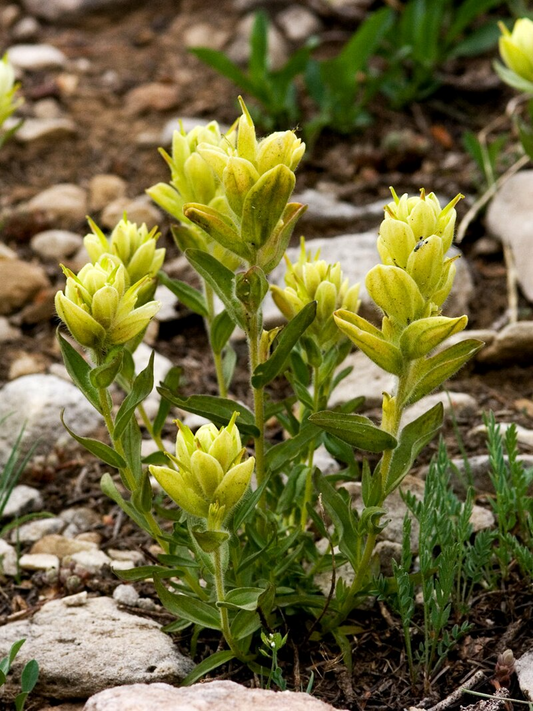 100mg Castilleja Sulphurea Seeds, Sulfur Paintbrush, Indian Paintbrush Native Wildflower