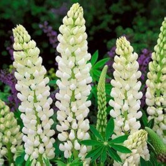 20 Seeds Lupine Russell White for Planting – Lupinus Russell Hybrid, White Flowers, Easy to Grow, Attracts Pollinators, Hardy Plant