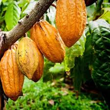 Cacao Starter Plant Seedling (Forastero, Theobroma cacao) - Live Tropical Fruit Tree 2-3 Feet - Grow Your Own Chocolate at Home