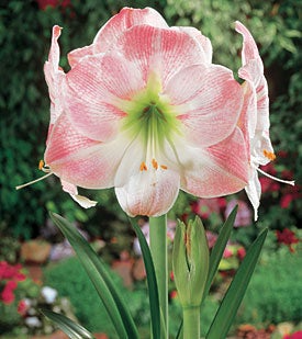 Amaryllis Apple Blossom Bulb - Pink & White Blooms, Award-Winning, Perfect for Indoor or Outdoor, USDA Zones 8-11