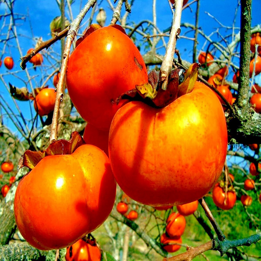 10 Japanese Persimmon Tree Seeds - Diospyros kaki - Hardy Fruit Tree 20-30ft - Fall Color
