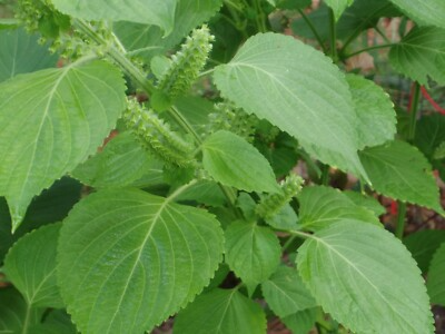 500 Green Shiso Seeds Non-GMO – Perilla Frutescens, Culinary Herb, Flavorful Leaves, Edible Flowers, USA Seller!