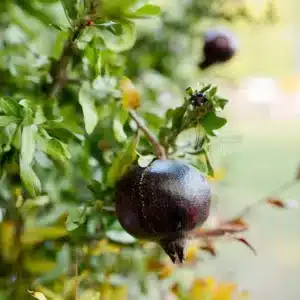 1 Starter Plant Black Inside Pomegranate Tree (Punica granatum) Live Tropical Fruit Tree 10"-24"