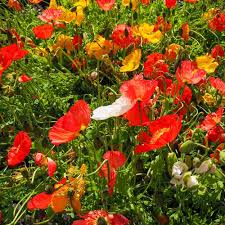 5000 Seeds Landscaper's Pack Ultimate Poppy Mix with Breadseed Papaver Non-GMO, Papaver somniferum, Colorful Garden Flowers