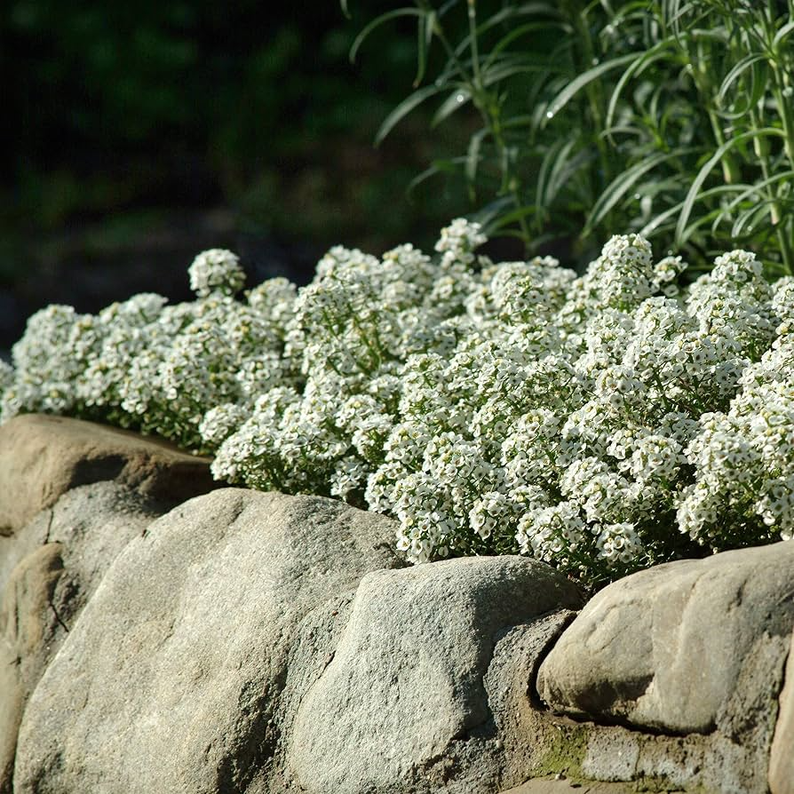500 Seeds Alyssum Tiny Tim White Groundcover, Non-GMO, Fragrant Flowers, Bee-Friendly, Low Maintenance, Beautiful 3" White Blooms