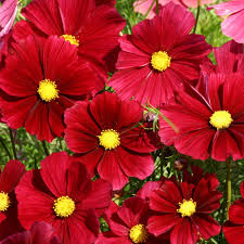 100 Seeds Cosmos ‘Rubenza’ – Dwarf Ruby Red Blooms – Cosmos bipinnatus – Non-GMO Annual for Pollinators, Butterflies, Easy Gardens