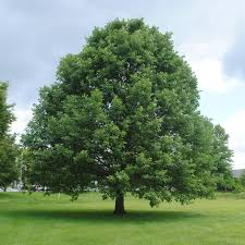 Swamp White Oak Tree (18"-24") | Live Bare Root | Fast-Growing Oak to 100 Ft | Wildlife & Landscape Value