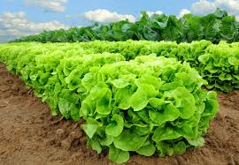 Buttercrunch Lettuce Seeds | AAS Winner | Heirloom | Non-GMO | Slow to Bolt | Heat Tolerant |
