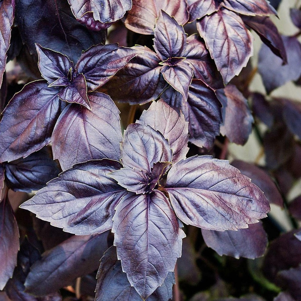 200 Red Rubin Basil Seeds – Heirloom, Deep Purple Leaves, Aromatic & Flavorful, Non-GMO, Easy to Grow