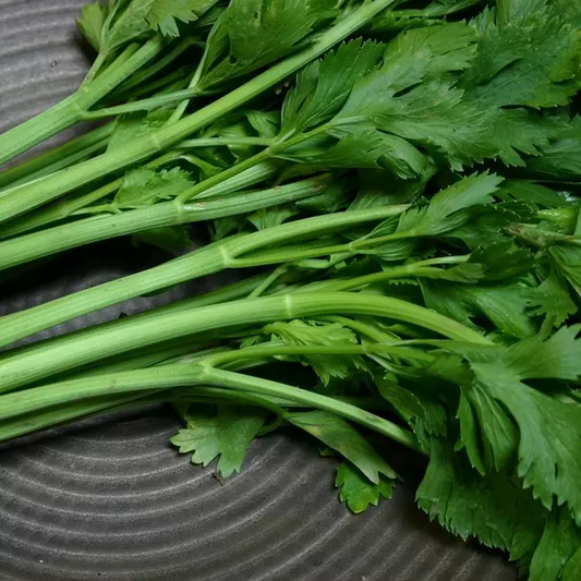 100 Seeds Conquistador Celery (Apium graveolens) – Crisp, Flavorful, High-Yield Variety