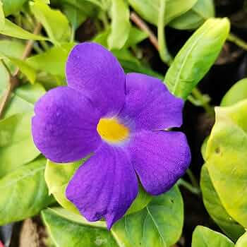 7 Unrooted 6" Live Cuttings King’s Mantle Cuttings (Thunbergia erecta) | Purple Blooms | Fast-Growing Vine or Shrub
