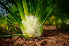 300 Seeds Florence Fennel (Foeniculum vulgare var. azoricum) - Sweet Bulb & Aromatic Herb for Culinary Use