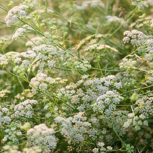 Cumin Seeds | Heirloom Non-GMO | Nutty Peppery Flavor | Culinary Herb | 12-20 Inches Tall | USDA Zones 3-9 |