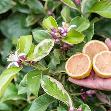 5+ Variegated Pink Lemon Seeds – Unique, Juicy & Fragrant Citrus Tree