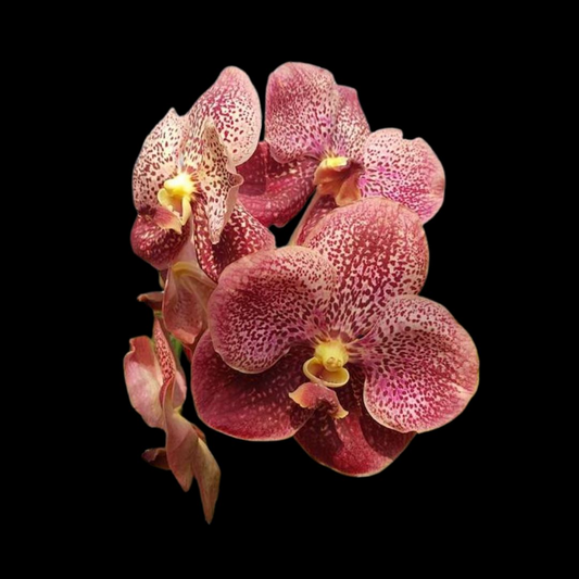 Vanda Kultana Pink Orchid Starter Plant | 3" Pot | Stunning Pink Blooms | Live Well-Rooted Orchid | Indoor & Outdoor | Easy Care