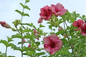 Allamanda blanchetii Starter Plant - Purple Allamanda, 12 Inches Tall - Fast-Growing Tropical Shrub with Vibrant Purple Flowers