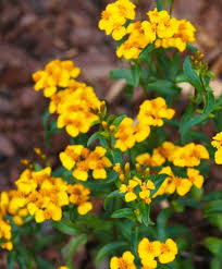 100 Seeds Mexican Tarragon (Tagetes lucida) – Heirloom Herb with Sweet Licorice Flavor