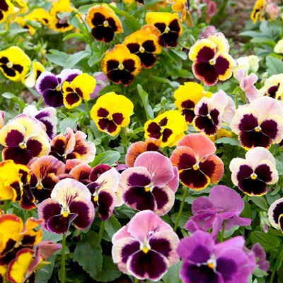 100 Seeds Pansy Mix Pastels Viola Edible Flowers, Cool Weather, Non-GMO, Vibrant Colors, Ideal for Containers & Gardens, Easy to Grow