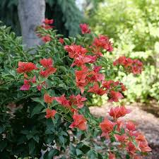 Bambino Burnt Orange Bougainvillea | Live Starter Plant | Well-Rooted Plug | Small, Tropical Beauty | Perfect for Indoor & Outdoor