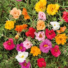 500 Seeds Moss Rose Double Mix, Portulaca Low-Growing Peony Blooms, Vibrant Colors, Pollinator-Friendly, Non-GMO, Easy to Grow Flowers