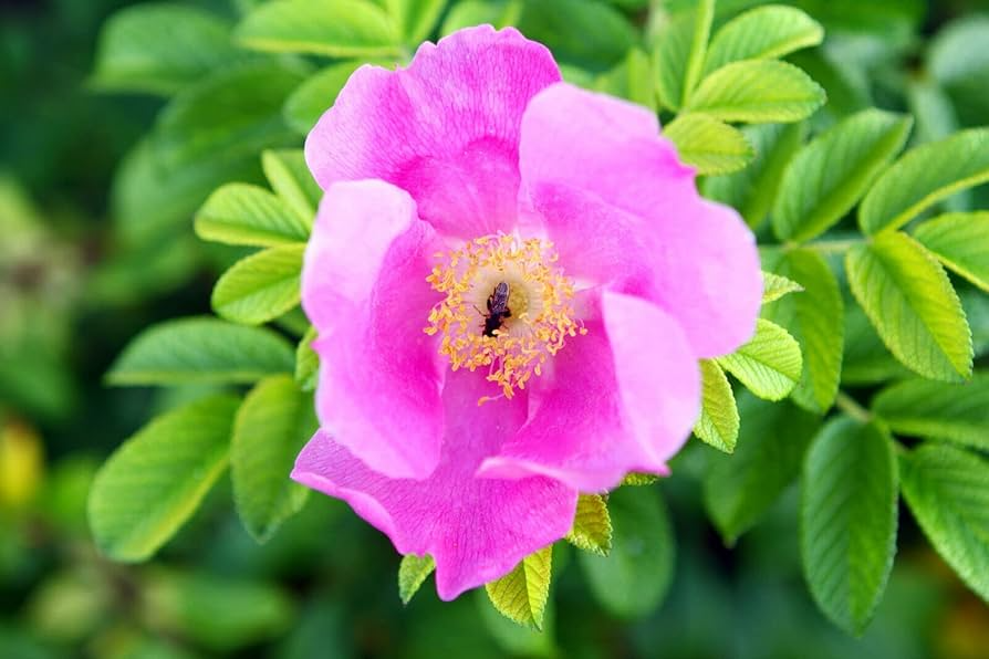 35 Rosa Canina Seeds - Pink Flowering Rosehip Rose Bush (Rosa canina) - Hardy, Fragrant, Perennial, Ideal for Gardens, Hips for Tea & Jam