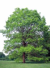 5 White Oak Trees, Quercus alba, Live Plants, Bare Root Seedlings, Shade Trees 6-12 Inches Tall
