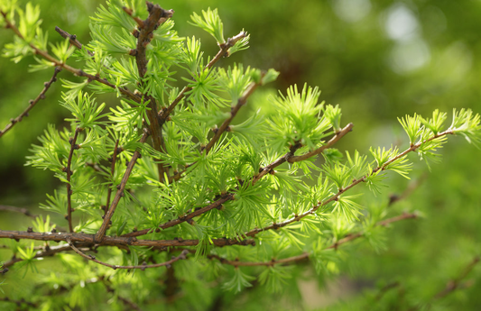 Japanese Larch Tree (Larix kaempferi) | 12–14" Live Seedling | Perfect for Bonsai | 2-Year-Old Deciduous Conifer