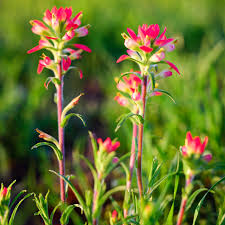 Indian Paintbrush Seeds (Castilleja coccinea) – Vibrant Wildflower, Native Perennial, Attracts Pollinators, Garden & Meadow Planting