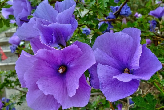 Blue Hibiscus Starter Plant - Alyogyne huegelii - Live Well Rooted Seedling, Blue-Purple Blooms, Indoor & Outdoor, Medium Watering