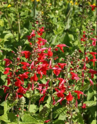 500 Seeds Red Scarlet Sage Salvia, Hummingbird Flowers, Non-GMO Annual & Perennial, Vibrant Garden Plants, Easy to Grow