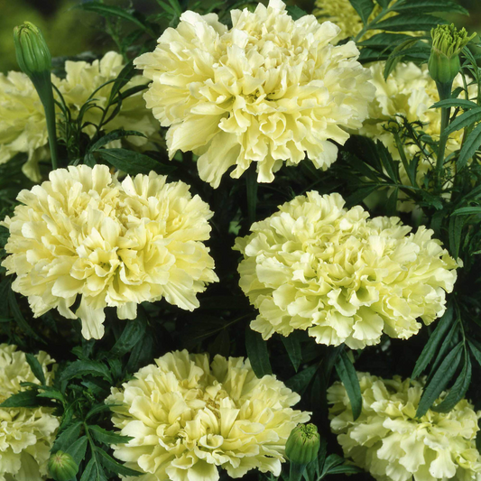 50 Seeds African Marigold Kilimanjaro White – Tall, Creamy Flowers, Non-GMO, Vibrant, Easy to Grow, Perfect for Garden & Cut Flowers