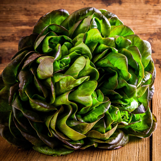 1g Bronze Mignonette Butterhead Lettuce Seeds Lactuca sativa | Heirloom, Non-GMO, Tender, Nutty Flavor, Decorative Salad Green