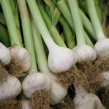 Allium Sativum Gilroy California White Garlic | 5 Bare Root Bulbs | Heirloom, Hardneck, Culinary, High-Yield, Aromatic
